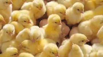 الساسو بـ 9 جنيهات.. أسعار الكتاكيت اليوم السبت 4 أبريل 2026 في الأسواق